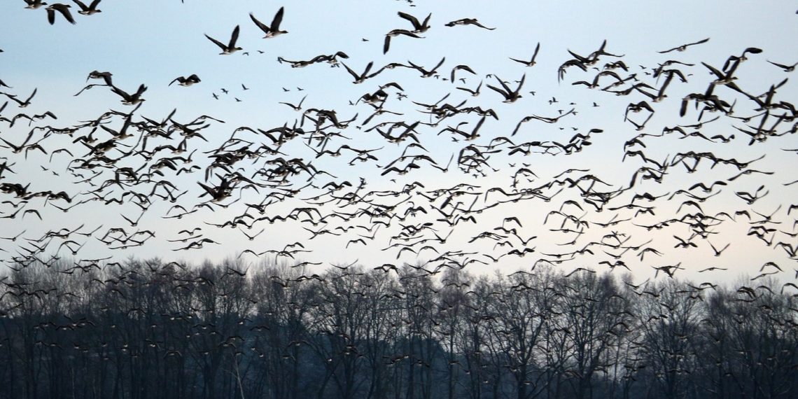 Põllumeeste kannatus katkemas – kevadine heidutusjaht on viimane õlekõrs