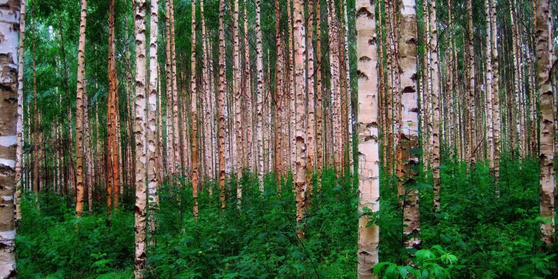 Noore metsa toetus. Ühistegevus metsanduses