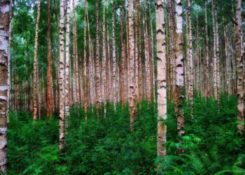 Noore metsa toetus. Ühistegevus metsanduses