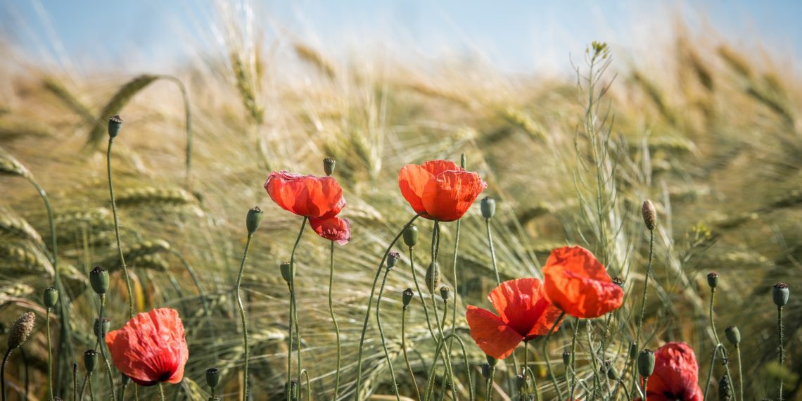 Teraviljafoorumi ettekanded, foto Pixabay