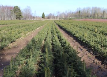 Metsataimede uuendamine. Foto: Toomas Kelt