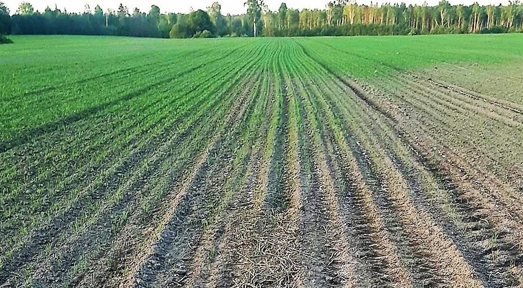 Muldade happesus. Mulla happesusest kahjustatud odrapõld. Foto: Ahti Nurm