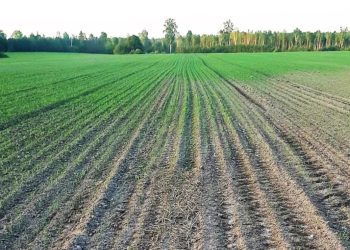 Muldade happesus. Mulla happesusest kahjustatud odrapõld. Foto: Ahti Nurm