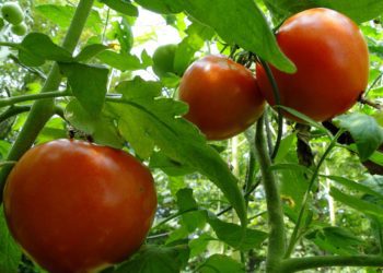 Aiandusfoorum 2019 ettekanded. Foto: Pixabay