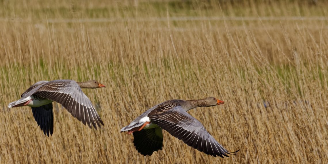 Haned põllul. Foto: Pixabay