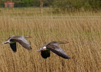 Haned põllul. Foto: Pixabay