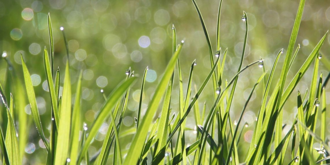 Hea mees, kes lubabki. Foto: Pixabay