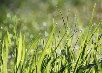 Hea mees, kes lubabki. Foto: Pixabay