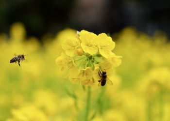 Mesilaste hukkumine. Foto: Pixabay