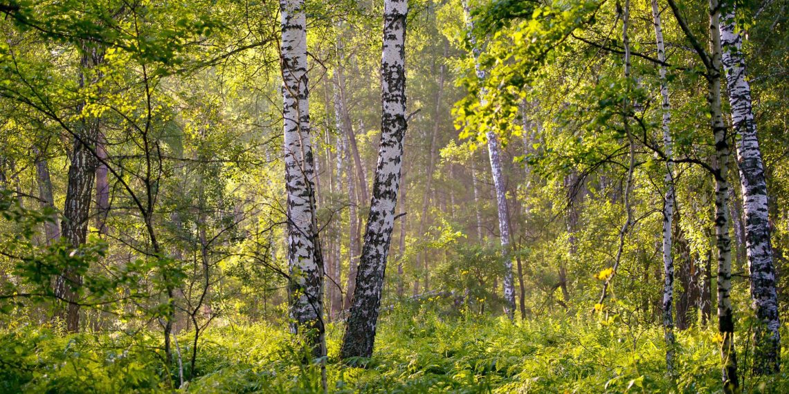 raiete keelamiseks lindude pesitsusajaks. Foto: Pixabay