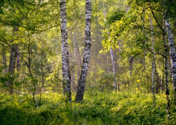 raiete keelamiseks lindude pesitsusajaks. Foto: Pixabay