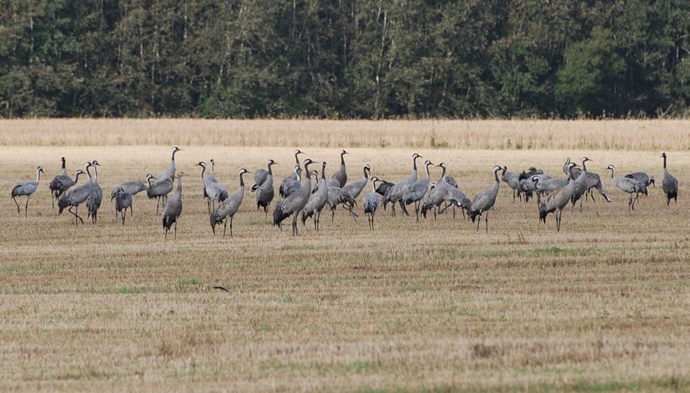 Šaakali, haneliste ja sookurgede kahjud registreeritakse. Foto: Pixabay