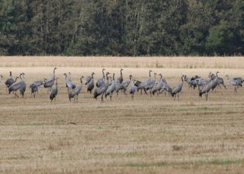 Šaakali, haneliste ja sookurgede kahjud registreeritakse. Foto: Pixabay