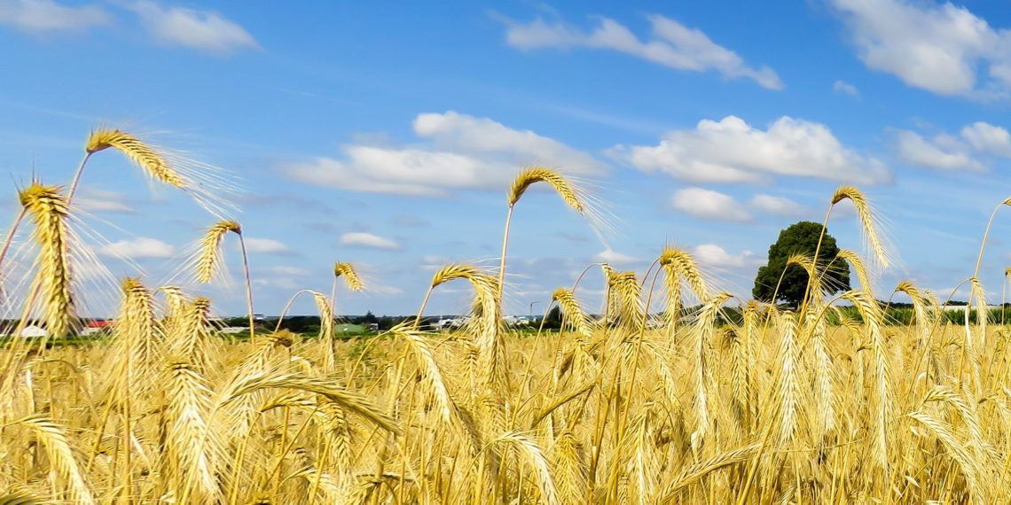 aimekaitsevahendi kasutamise ja hoiukoha täpsemad nõuded. Foto: Pixabay