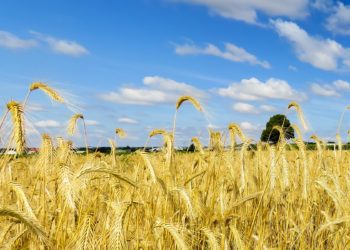 aimekaitsevahendi kasutamise ja hoiukoha täpsemad nõuded. Foto: Pixabay