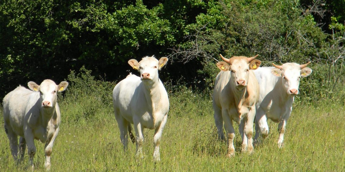 Ammoniaagi heitkoguste vähendamine. Foto: Ants Uus