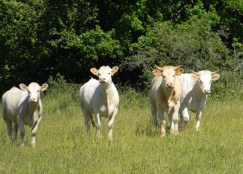 Ammoniaagi heitkoguste vähendamine. Foto: Ants Uus