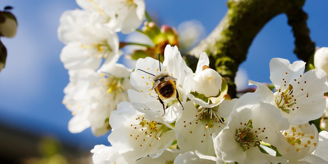 Mesilaste elu ning tegevus aitab suurendada ka põllumeeste kasumit. Foto: Pixabay