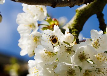 Mesilaste elu ning tegevus aitab suurendada ka põllumeeste kasumit. Foto: Pixabay