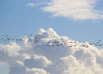 Kutsume linnukahjudest teada andma!