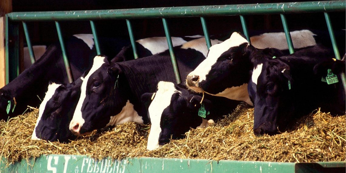 Piimafondi stipendiumi