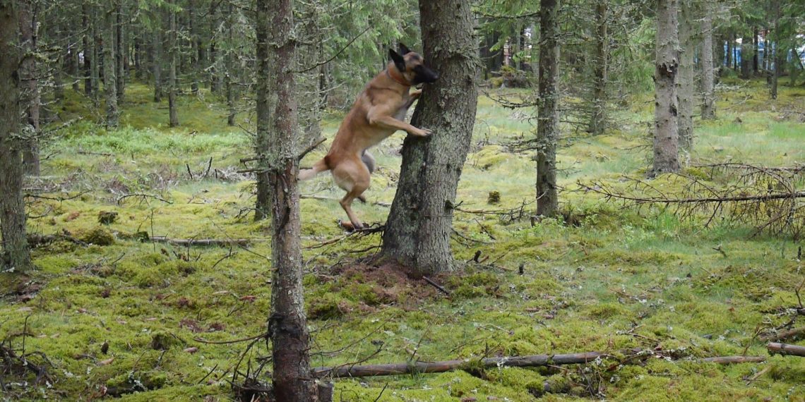 Rootsis kasutatakse kooreüraskitega asustatud puude leidmiseks koeri, kes õpetatakse ära tundma üraskite eritatava feromooni lõhna. Kuuse-kooreürask. Foto: erakogu