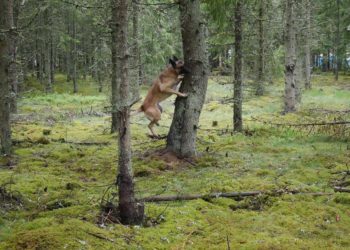 Rootsis kasutatakse kooreüraskitega asustatud puude leidmiseks koeri, kes õpetatakse ära tundma üraskite eritatava feromooni lõhna. Kuuse-kooreürask. Foto: erakogu