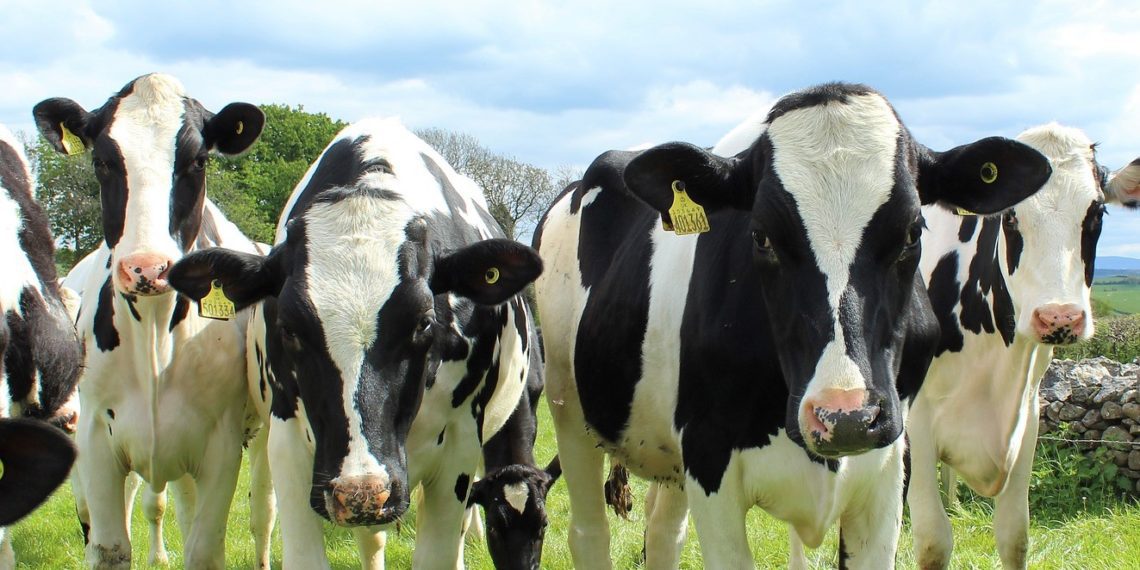 Agroinfo. Foto: Pixabay