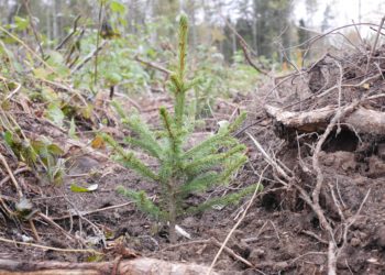 Sügisene metsauuendus. Foto: Toomas Kelt