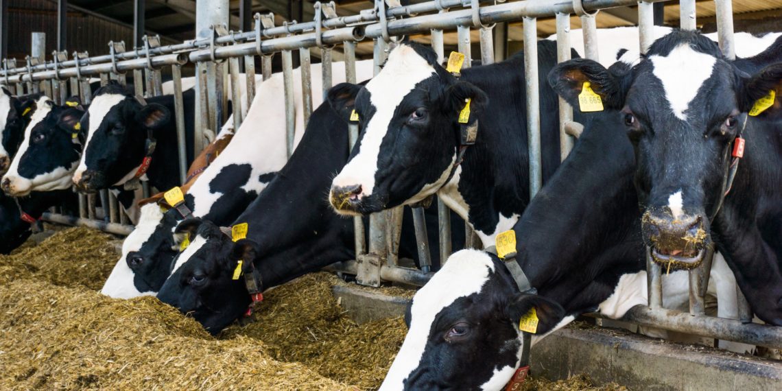 Maaelu arengukava. Antibiootikumide vastutustundlik kasutamine tagab nende toimivuse tulevikus. Piima kokkuostuhind. Foto: Shutterstock