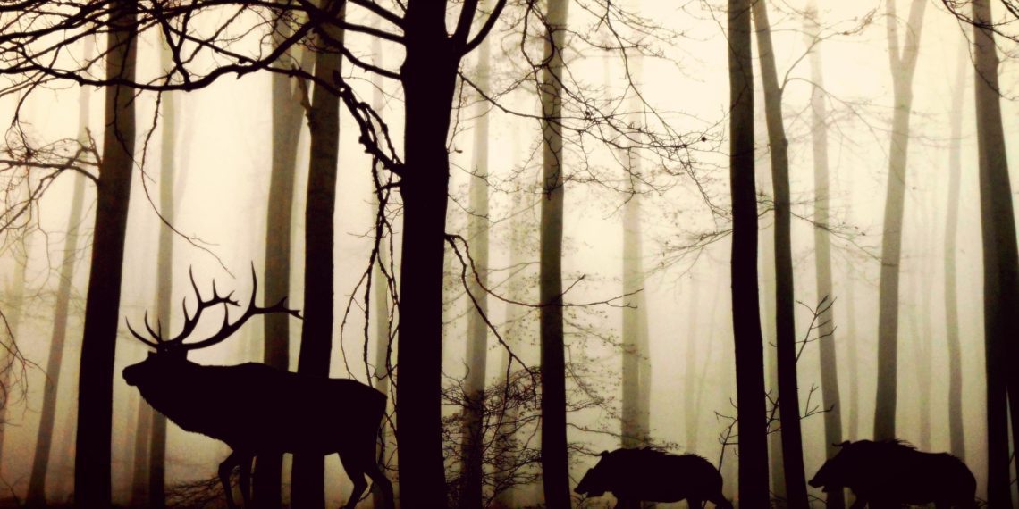 Metsaühistu. Foto: Pixabay