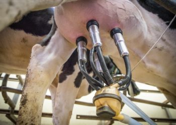 Piima kokkuostuhinna mudel