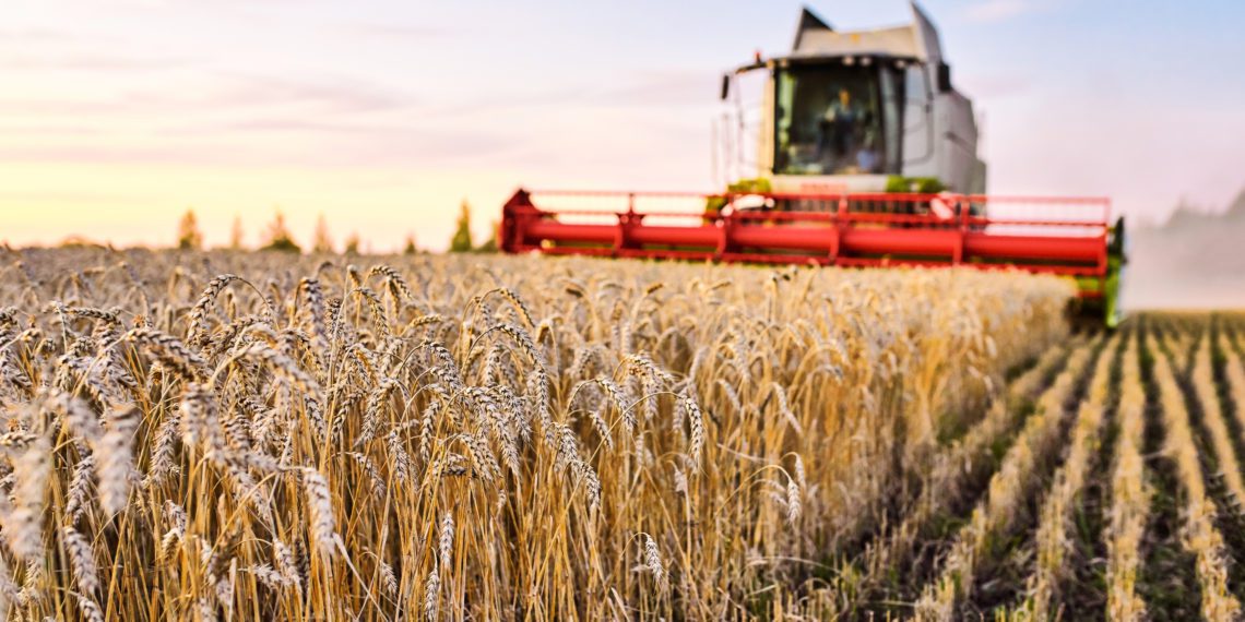 Hea saagiaasta. Foto: Pixabay