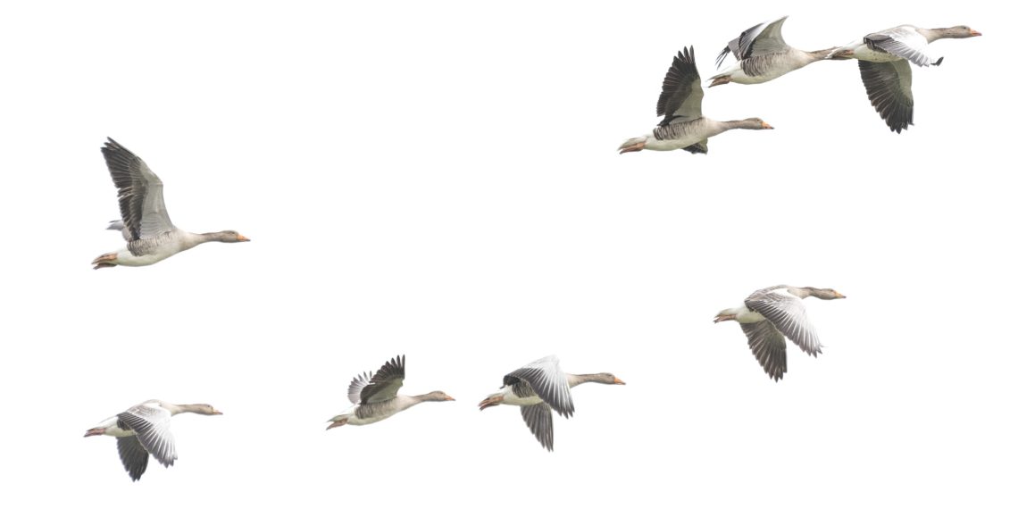 Hanede heidutusjaht. Foto: Shutterstock