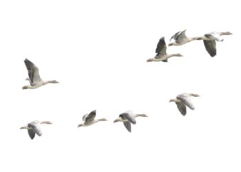 Hanede heidutusjaht. Foto: Shutterstock