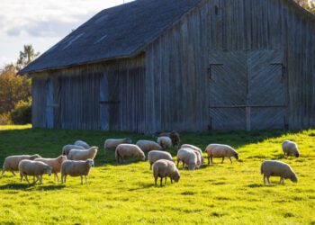 EPA2019 toimub ka kitse- ja lambakasvatajate aastakonverents. Foto: EPKK