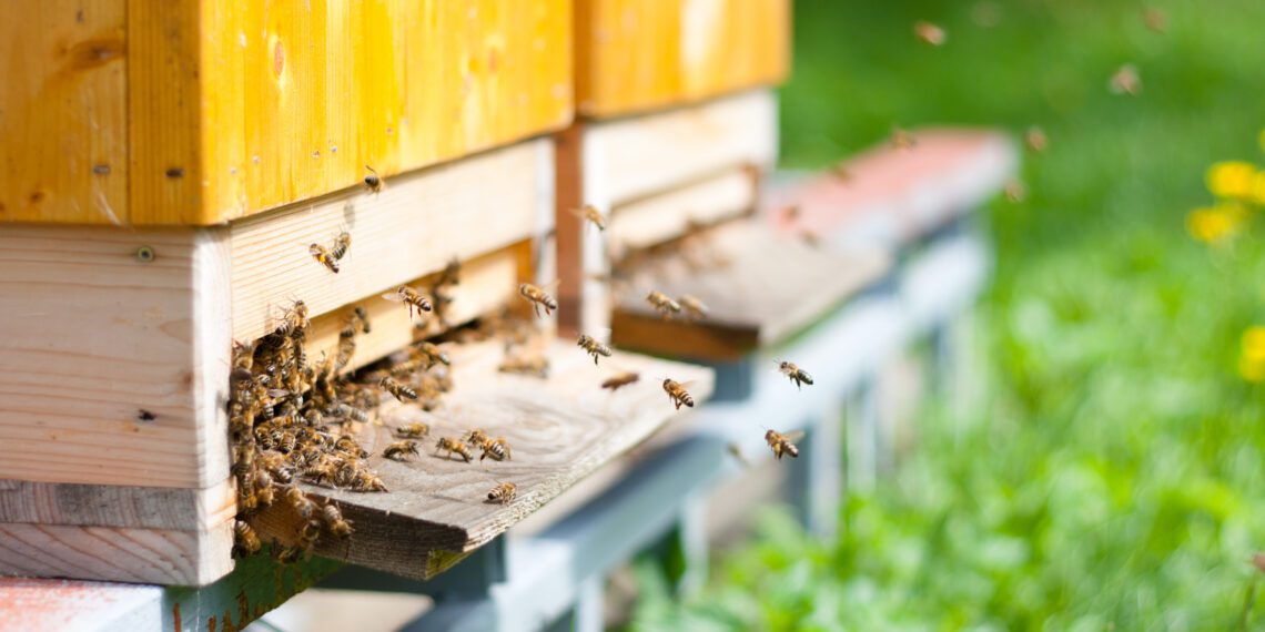 PRIA registrisse lisandus 140 uut mesilat