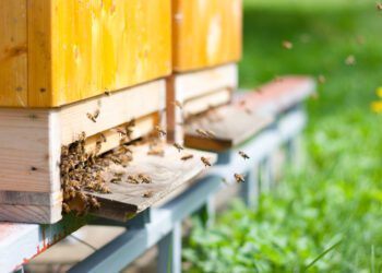 PRIA registrisse lisandus 140 uut mesilat