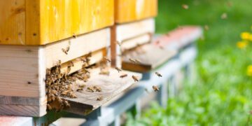 1.–11. mail saab e-PRIAs esitada mesilaspere ehk TARU toetuse taotlusi.