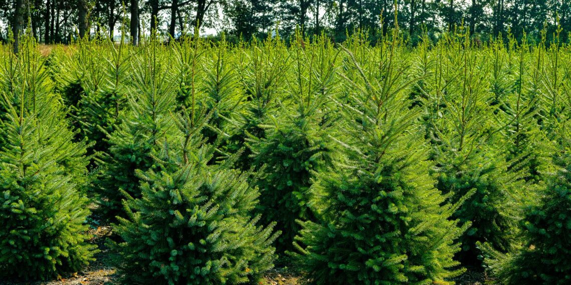 Jõulukuuskede kasvatamine. Foto: Pixabay