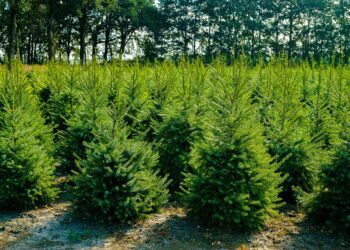 Jõulukuuskede kasvatamine. Foto: Pixabay