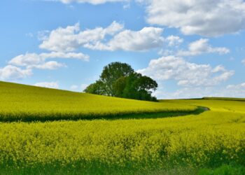 Valmis põllumajandustootmise prognoos. Põllumaa. Foto: Pixabay