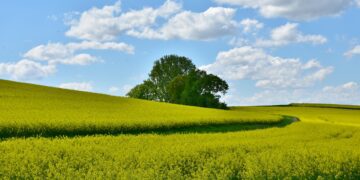 Valmis põllumajandustootmise prognoos. Põllumaa. Foto: Pixabay