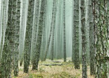 Uus metsanduse arengukava. Foto: Pixabay