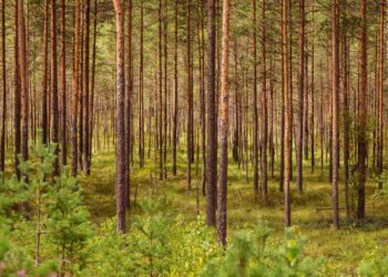 Metsanduse infopäevad. Foto: EPKK