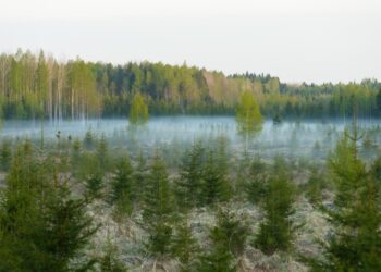 Metsatööd pesitsusperioodil. Fotol erivanuses mets, foto: Jarek Jõepera