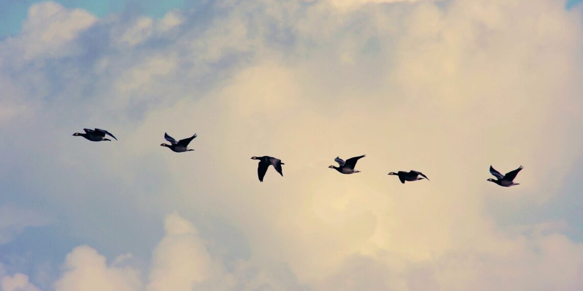 Haneliste heidutuse uuring