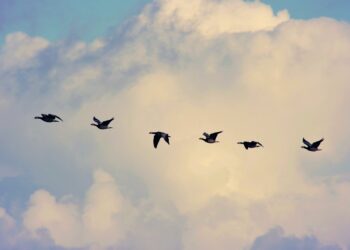 Haneliste heidutuse uuring