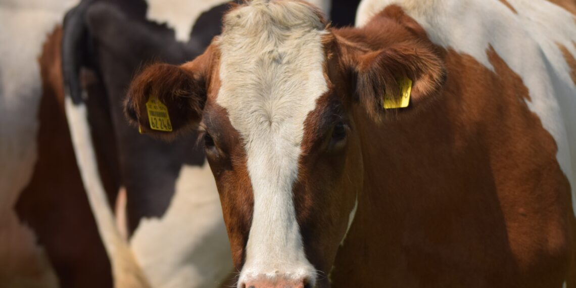 Konverents Terve loom ja tervislik toit. Foto: Pixabay