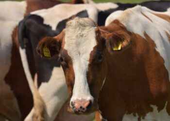 Konverents Terve loom ja tervislik toit. Foto: Pixabay